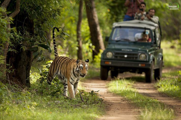 Mumbai Tadoba Wild Escape